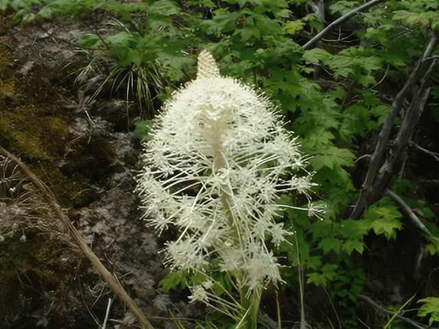 Beautiful plants. Image 1